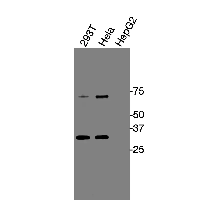 Western blot showing specific bands in HEK293, HeLa, and HepG2 cell lysates for GPR87 antibody