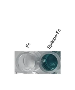 Alternative view of Anti-human GPR87 Recombinant Monoclonal Antibody (HM0059)