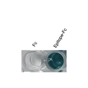 Alternative view of Anti-human GPR87 Recombinant Monoclonal Antibody (HM0059)