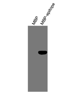 Alternative view of Anti-human LXRα Recombinant Monoclonal Antibody (HM0023)