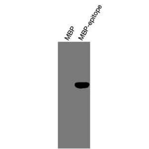 Alternative view of Anti-human LXRα Recombinant Monoclonal Antibody (HM0023)