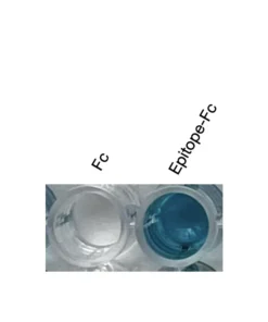 Alternative view of Anti-human NPFFR2 / GPR74 Recombinant Monoclonal Antibody (HM0083)