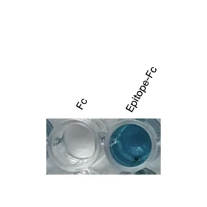 Alternative view of Anti-human NPFFR2 / GPR74 Recombinant Monoclonal Antibody (HM0083)