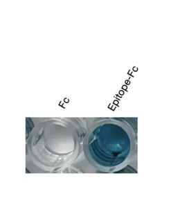 Alternative view of Anti-human PAR1 Recombinant Monoclonal Antibody (HM0087)
