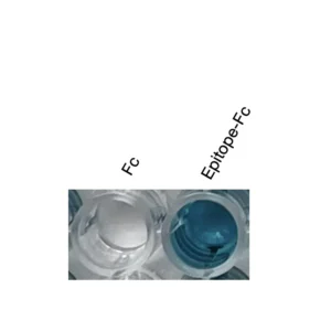 Alternative view of Anti-human PAR1 Recombinant Monoclonal Antibody (HM0087)