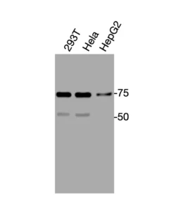 Western blot showing specific bands in HEK293T, HeLa, and HepG2 cell lysates for PAR1 antibody