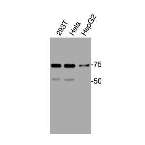 Western blot showing specific bands in HEK293T, HeLa, and HepG2 cell lysates for PAR1 antibody