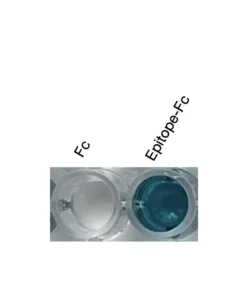 Alternative view of Anti-mouse CAR Recombinant Monoclonal Antibody (MM0006)