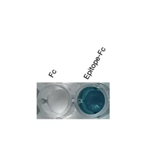 Alternative view of Anti-mouse CAR Recombinant Monoclonal Antibody (MM0006)