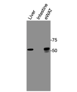 Western blot showing specific bands in mouse liver, intestine, and eWAT for mouse LXRα antibody