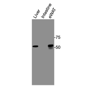 Western blot showing specific bands in mouse liver, intestine, and eWAT for mouse LXRα antibody