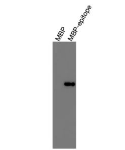 Alternative view of Anti-mouse LXRα Recombinant Monoclonal Antibody (MM0004)