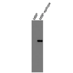 Alternative view of Anti-mouse LXRα Recombinant Monoclonal Antibody (MM0004)