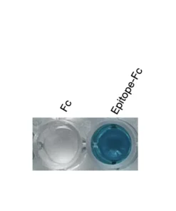 Alternative view of Anti-mouse PPARδ Recombinant Monoclonal Antibody (MM0052)