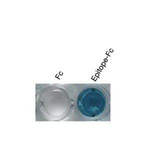 Alternative view of Anti-mouse PPARδ Recombinant Monoclonal Antibody (MM0052)