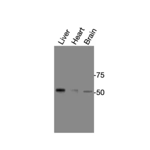 Western blot showing specific bands in mouse liver, mouse heart, and mouse brain for PPARδ antibody