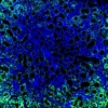 Immunofluorescence staining of endogenous TRα in mouse kidney using Anti-TRα Recombinant Monoclonal Antibody (XM0001)