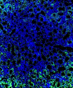 Immunofluorescence staining of endogenous TRα in mouse kidney using Anti-TRα Recombinant Monoclonal Antibody (XM0001)