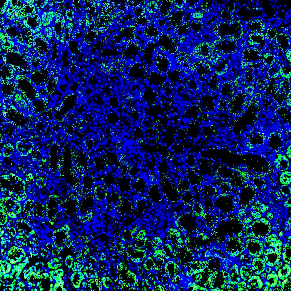 Immunofluorescence staining of endogenous TRα in mouse kidney using Anti-TRα Recombinant Monoclonal Antibody (XM0001)