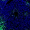 Immunofluorescence staining of mouse liver showing GPR20 (green) and DAPI nuclear counterstain (blue)