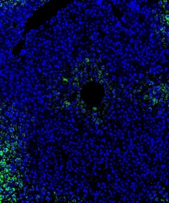 Immunofluorescence staining of mouse liver showing GPR20 (green) and DAPI nuclear counterstain (blue)