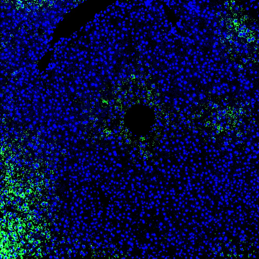 Immunofluorescence staining of mouse liver showing GPR20 (green) and DAPI nuclear counterstain (blue)