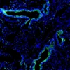 Immunofluorescence staining of mouse lung tissue using Anti-mouse/human PNR Recombinant Monoclonal Antibody (XM0028). PNR is shown in green and nuclei are counterstained with DAPI (blue).