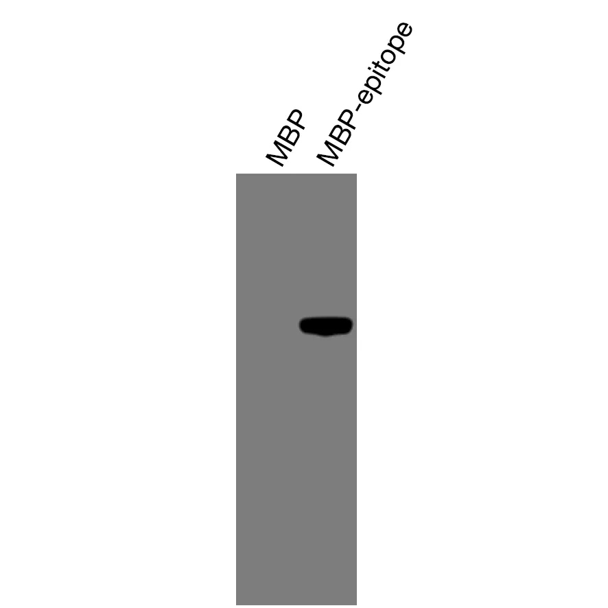 Anti-mouse/human Notch1 Recombinant Monoclonal Antibody (XM0053) - Image 4