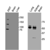 Western blot detection of endogenous Notch1 protein in HEK293T and mouse tissues using Anti-mouse/human Notch1 Recombinant Monoclonal Antibody (XM0053).