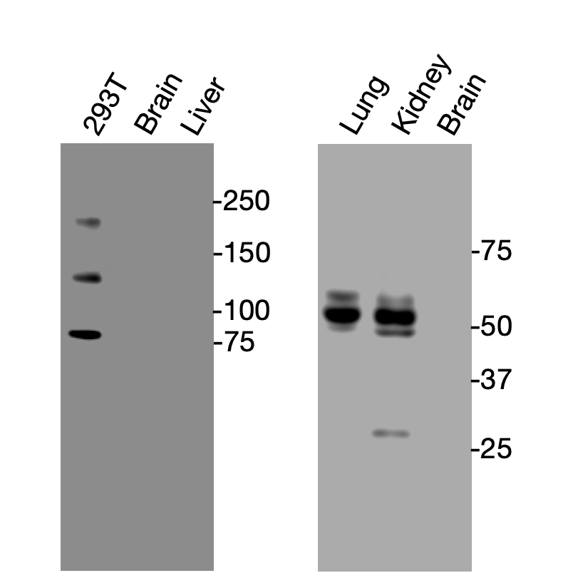 Western blot detection of endogenous Notch1 protein in HEK293T and mouse tissues using Anti-mouse/human Notch1 Recombinant Monoclonal Antibody (XM0053).