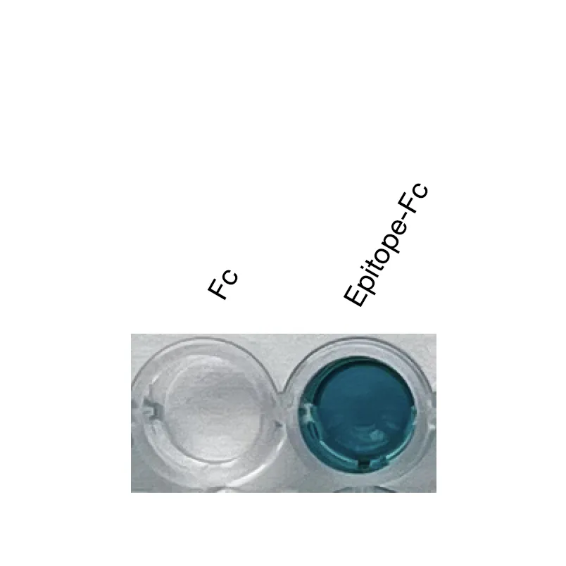 ELISA validation of Anti-mouse/human PNR Recombinant Monoclonal Antibody (XM0028) showing specific binding to recombinant PNR epitope-Fc fusion protein with no binding to Fc control.