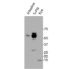 Western blot detection of endogenous PNR protein in mouse intestine, lung, and eye tissues using Anti-mouse/human PNR Recombinant Monoclonal Antibody (XM0028).