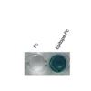Anti-TRα Recombinant Monoclonal Antibody ELISA showing specific binding to recombinant epitope-Fc protein.