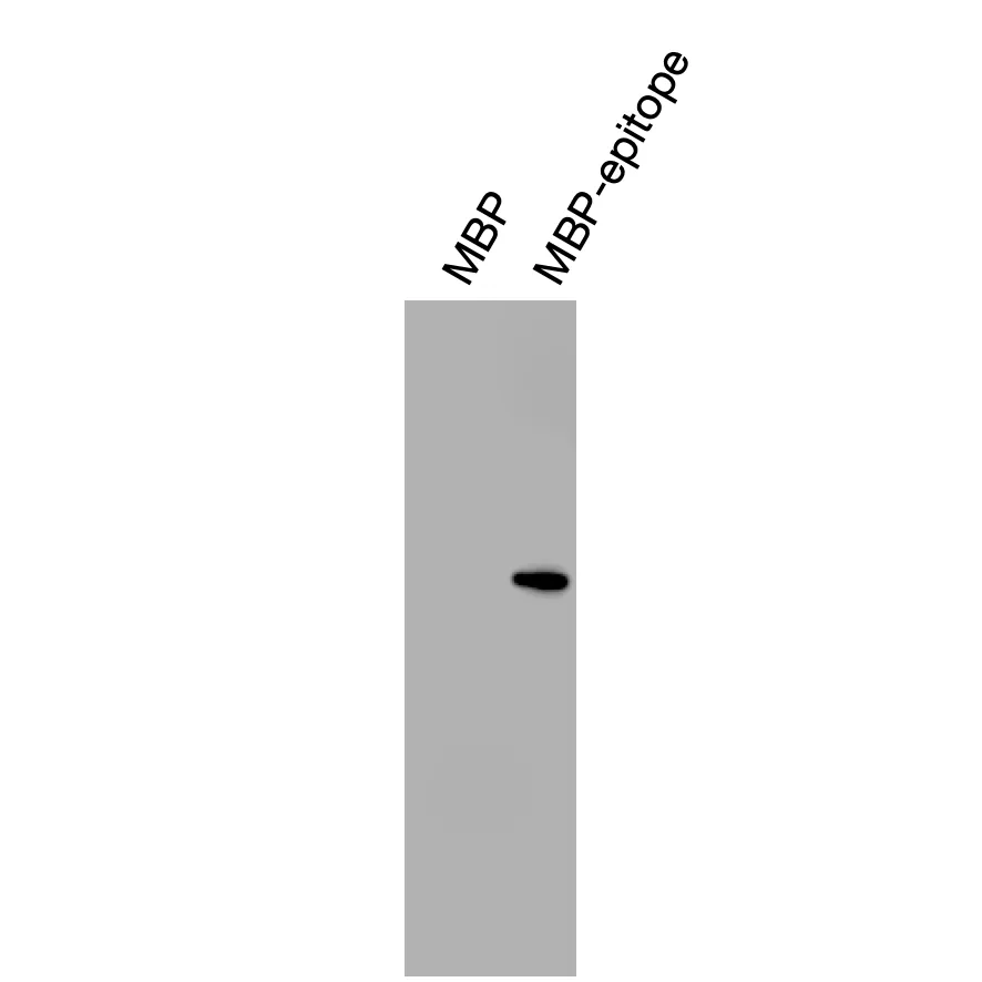 Western blot validation of Anti-TRα Recombinant Monoclonal Antibody using recombinant MBP-epitope fusion protein.