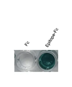 Anti-human OPRL1 Recombinant Monoclonal Antibody ELISA showing specific binding to recombinant epitope-Fc fusion protein.