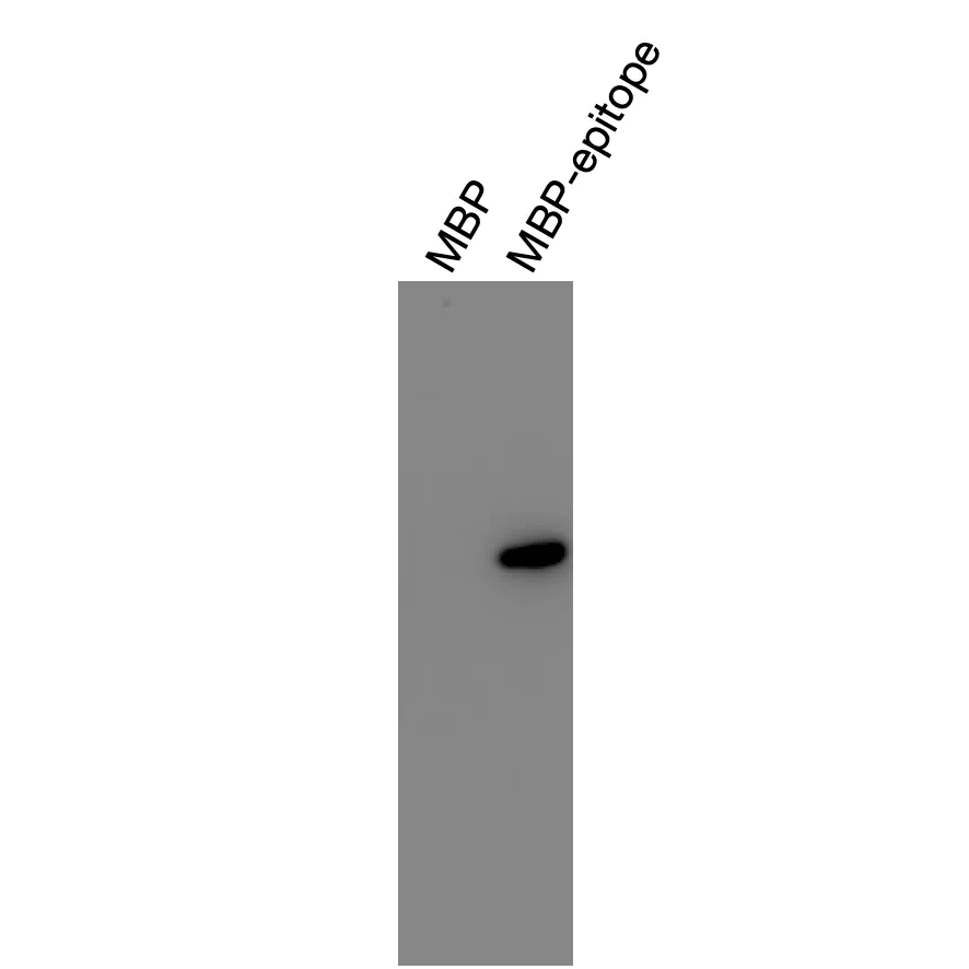 Western blot validation of Anti-human OPRL1 Recombinant Monoclonal Antibody using recombinant MBP-epitope fusion protein.