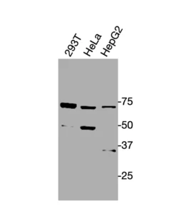 Western blot detection of endogenous OPRL1 in HEK293T, HeLa, and HepG2 cells using Anti-human OPRL1 Recombinant Monoclonal Antibody.