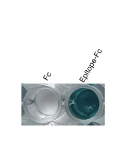 Anti-human PTGER3 Recombinant Monoclonal Antibody ELISA validation showing specific binding to recombinant epitope-Fc fusion protein.