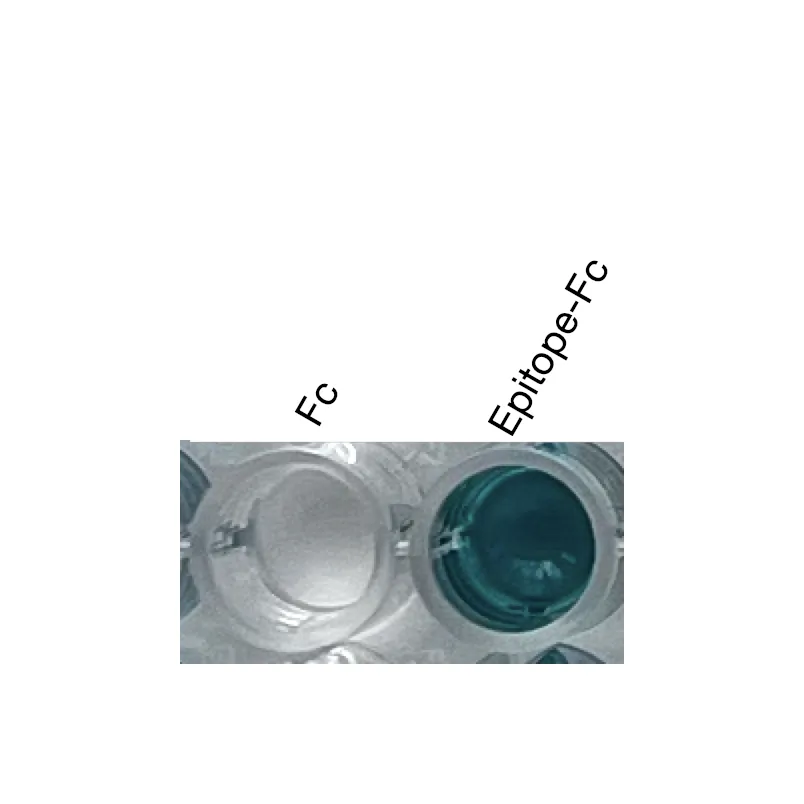 Anti-human PTGER3 Recombinant Monoclonal Antibody ELISA validation showing specific binding to recombinant epitope-Fc fusion protein.