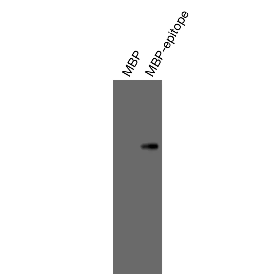 Western blot validation of Anti-human PTGER3 Recombinant Monoclonal Antibody using recombinant MBP-epitope fusion protein.