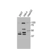 Western blot detection of endogenous PTGER3 in HEK293T, HeLa, and HepG2 cells using Anti-human PTGER3 Recombinant Monoclonal Antibody.