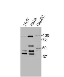 Western blot detection of endogenous PTGER3 in HEK293T, HeLa, and HepG2 cells using Anti-human PTGER3 Recombinant Monoclonal Antibody.