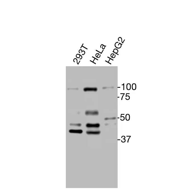 Western blot detection of endogenous PTGER3 in HEK293T, HeLa, and HepG2 cells using Anti-human PTGER3 Recombinant Monoclonal Antibody.