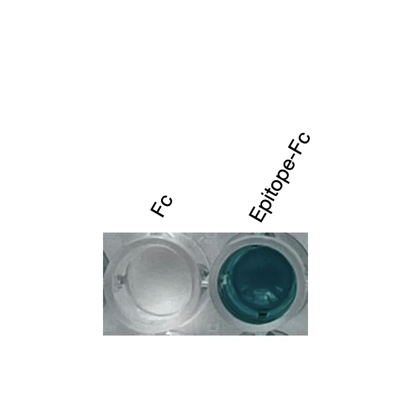 Anti-mouse GPR20 (Extracellular) Recombinant Monoclonal Antibody (MM0060) - Image 3