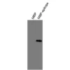 Anti-mouse GPR20 (Extracellular) Recombinant Monoclonal Antibody (MM0060) - Image 4