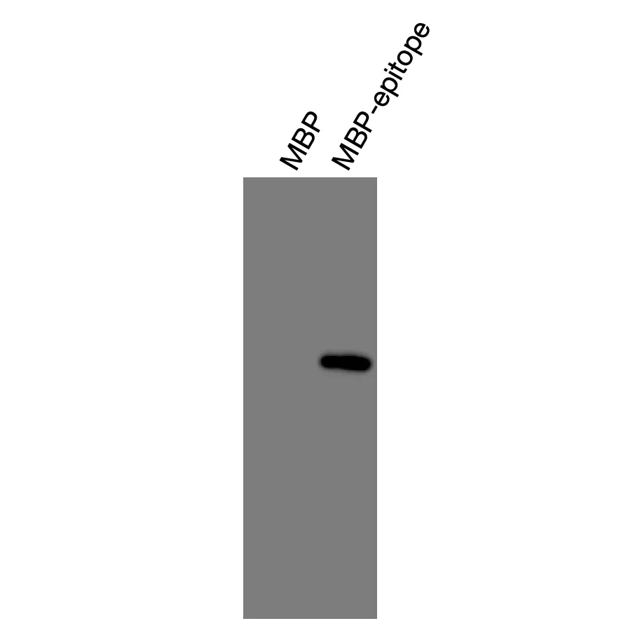 Anti-mouse GPR20 (Extracellular) Recombinant Monoclonal Antibody (MM0060) - Image 4
